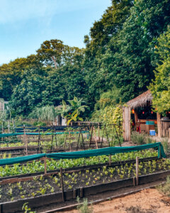 garden-shades-of-green