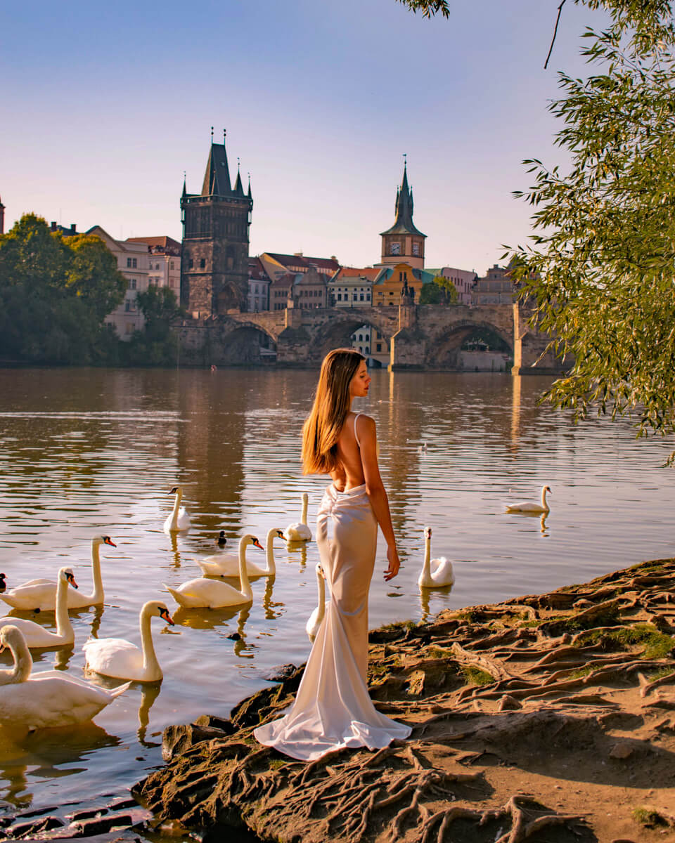 one of the best places in Prague and a secret spot, swans in the river next to the Charles bridge in Prague