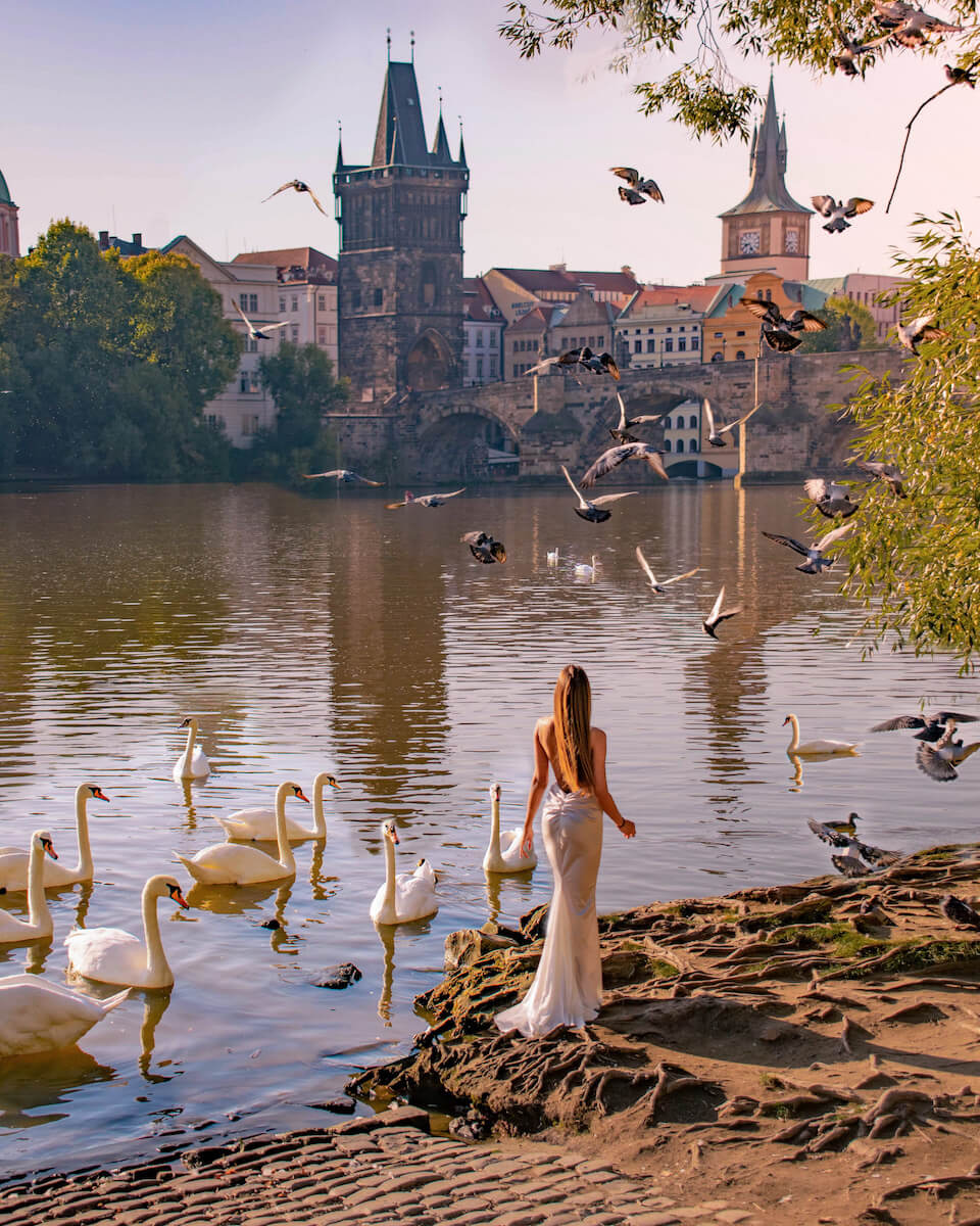 swans in the river next to the Charles bridge in Prague