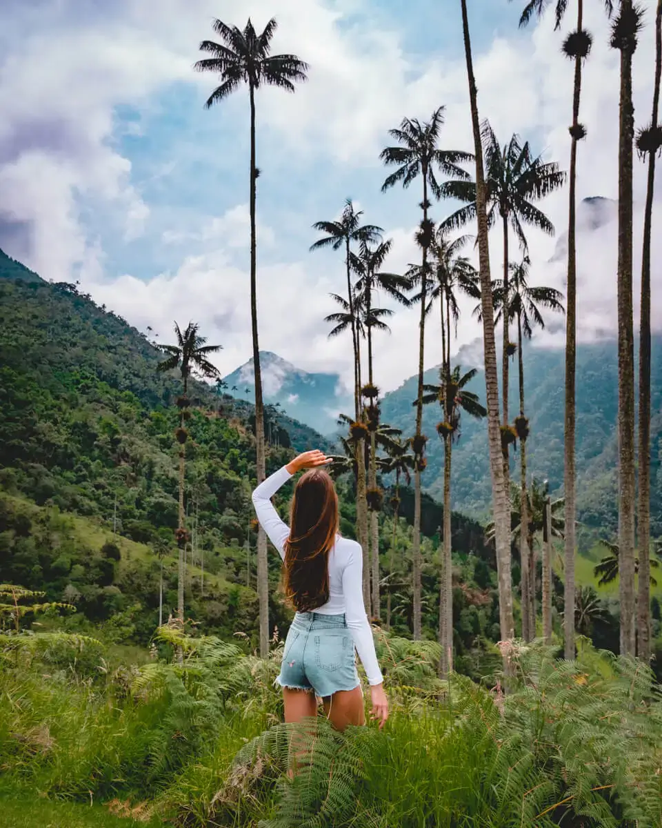 Cocora Valley