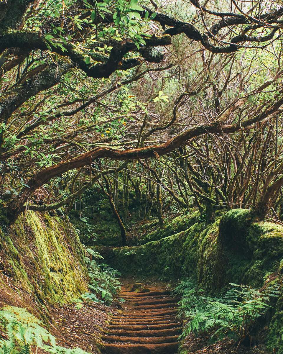 the Anaga path of senses, forest in Tenerife