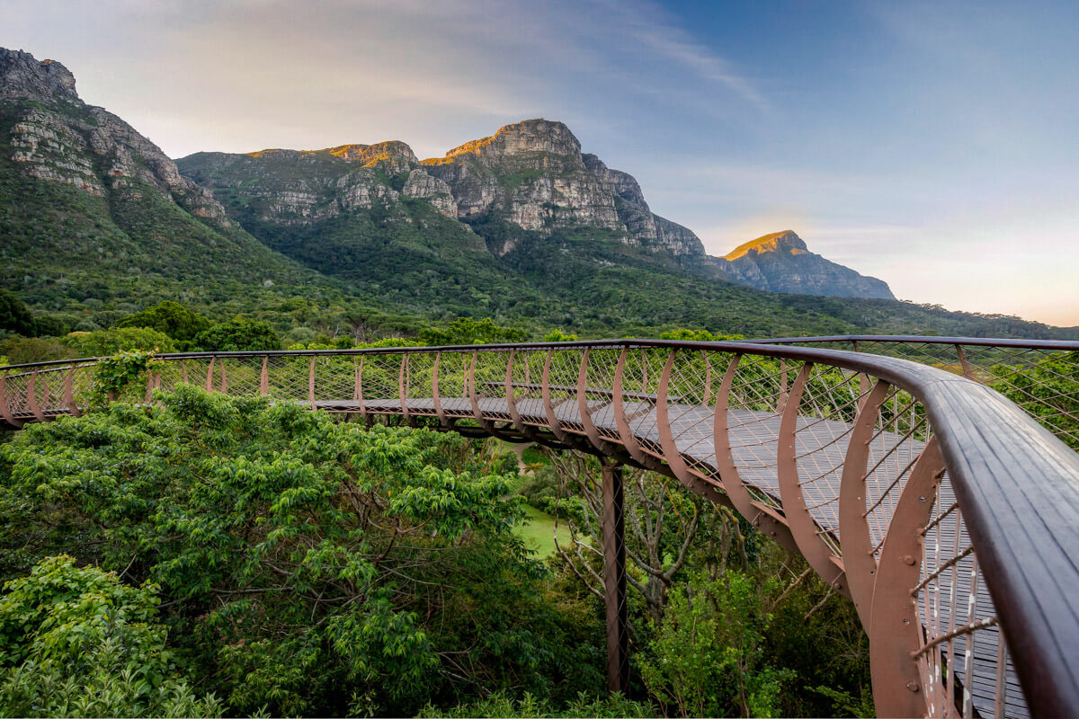 the best things to do in Cape Town, kirstenbosch botanical garden bridge over the treetops