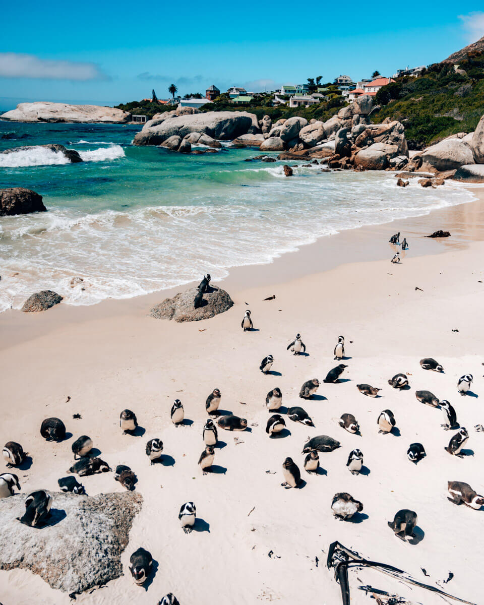 the best things to do in Cape Town, hundreds of penguins at the Boulders Beach