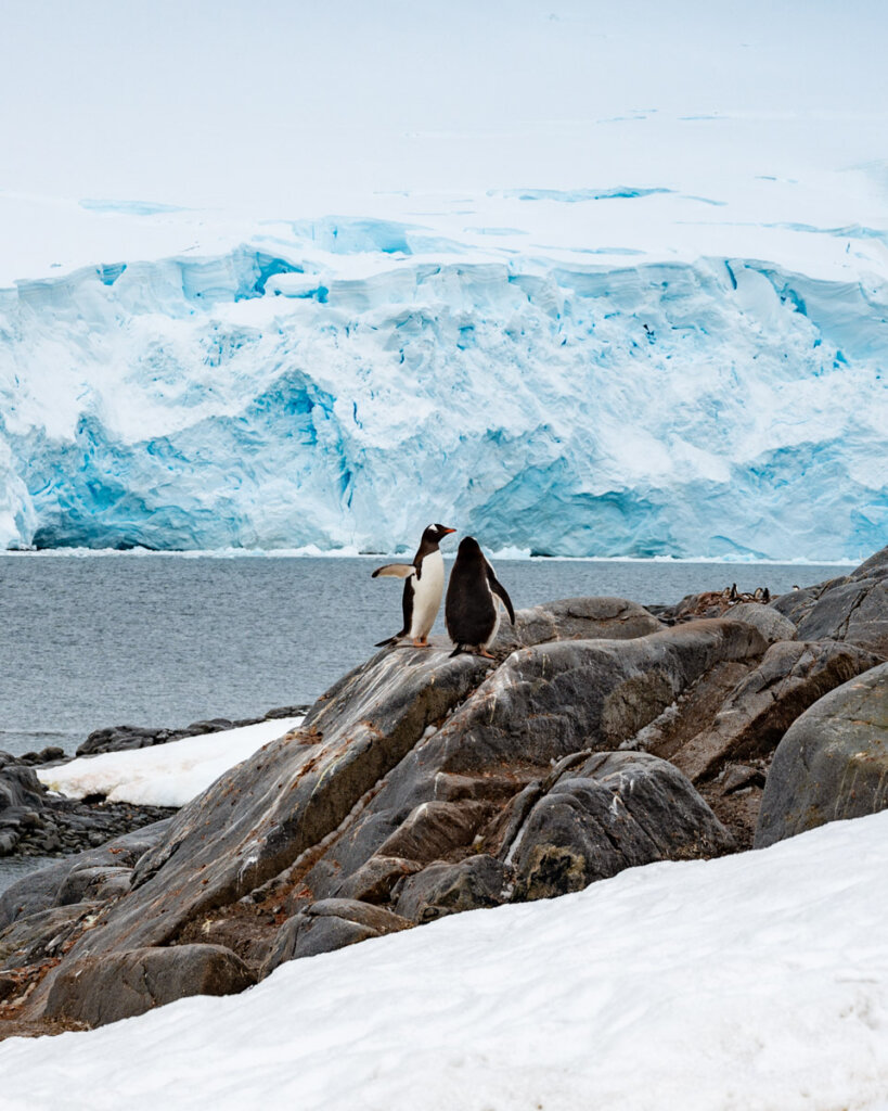 penguins sitting on a rock in Antarctica with a glacier in the background, Antarctica Expedition Review