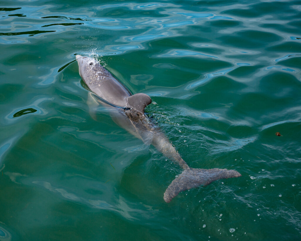 Why you have to visit Anna Maria Island in Florida - The best things to