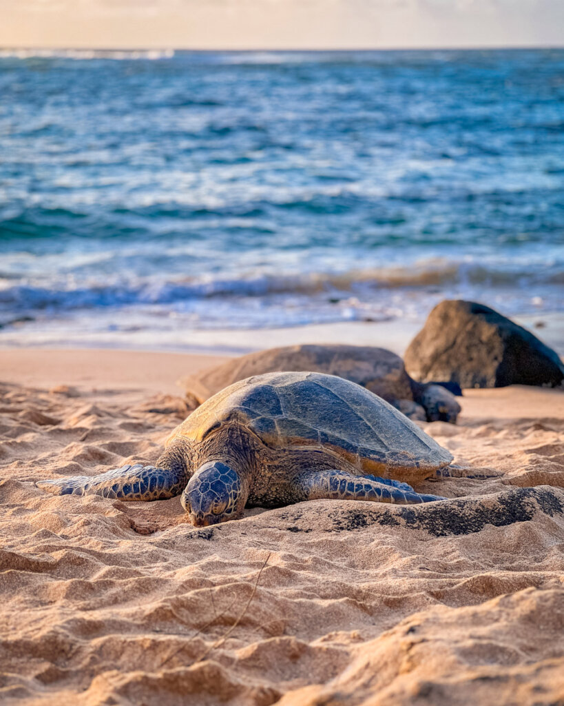 sea turtle at the laniakea beach on Oahu, Hawaii, one of the best beaches on Oahu