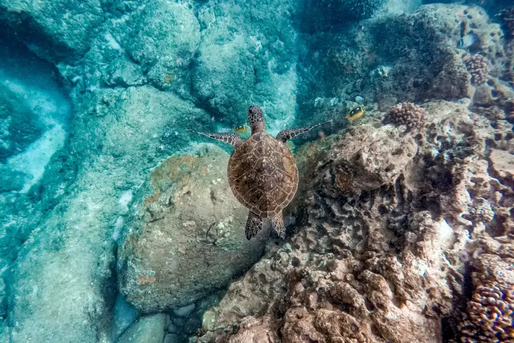 sea turtle in Oahu, hawaii, snorkeling