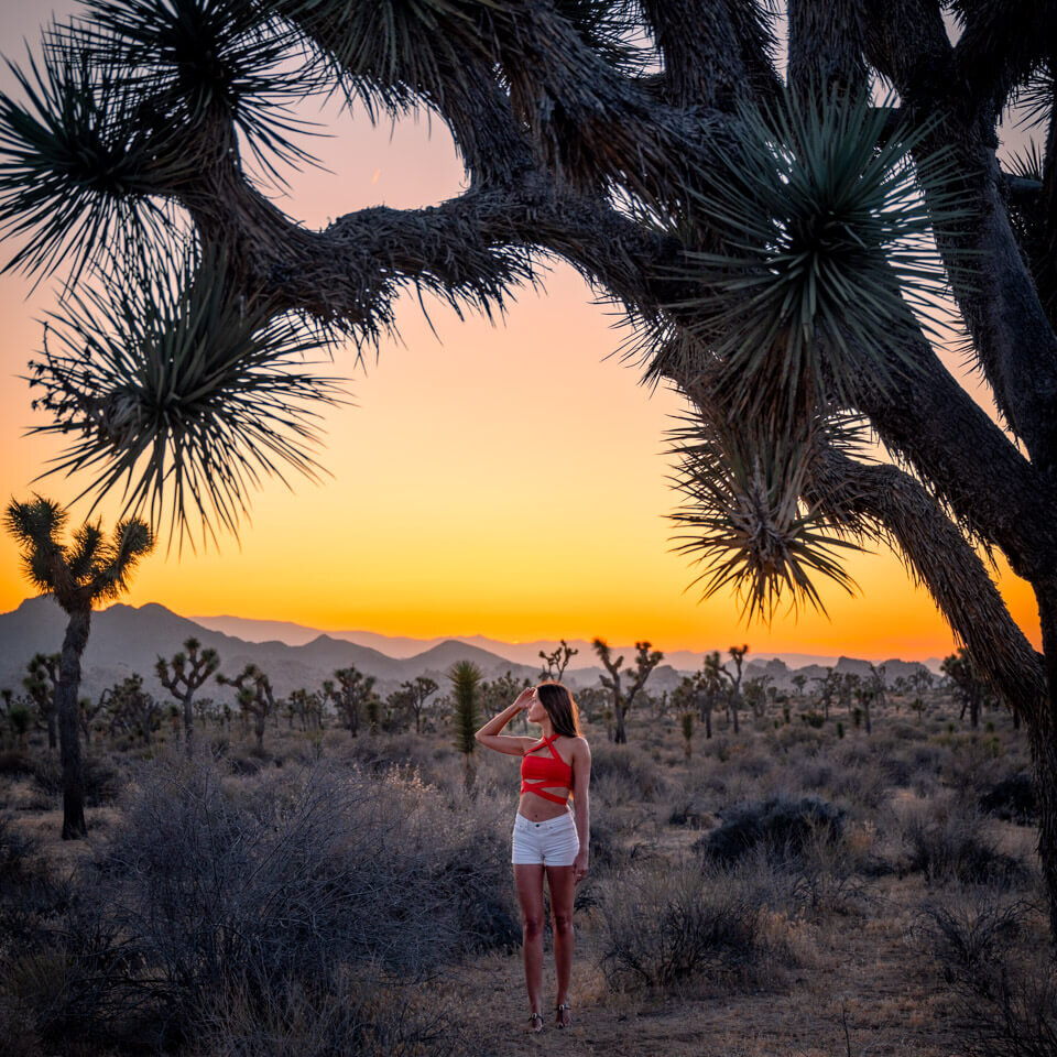 joshua-tree-national-park-sunset joshua-tree-national-park-sunset