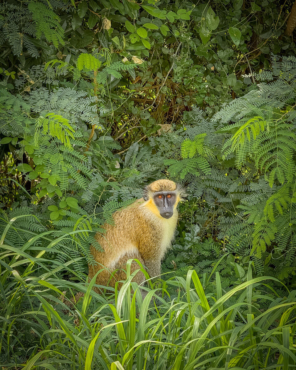 monkey in St. Martin Caribbean