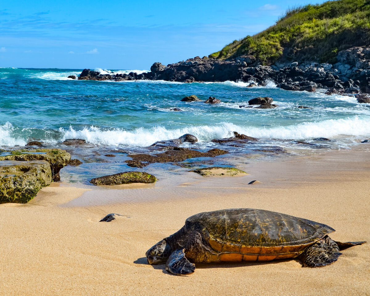 turtle at the beach in maui, Hawaii