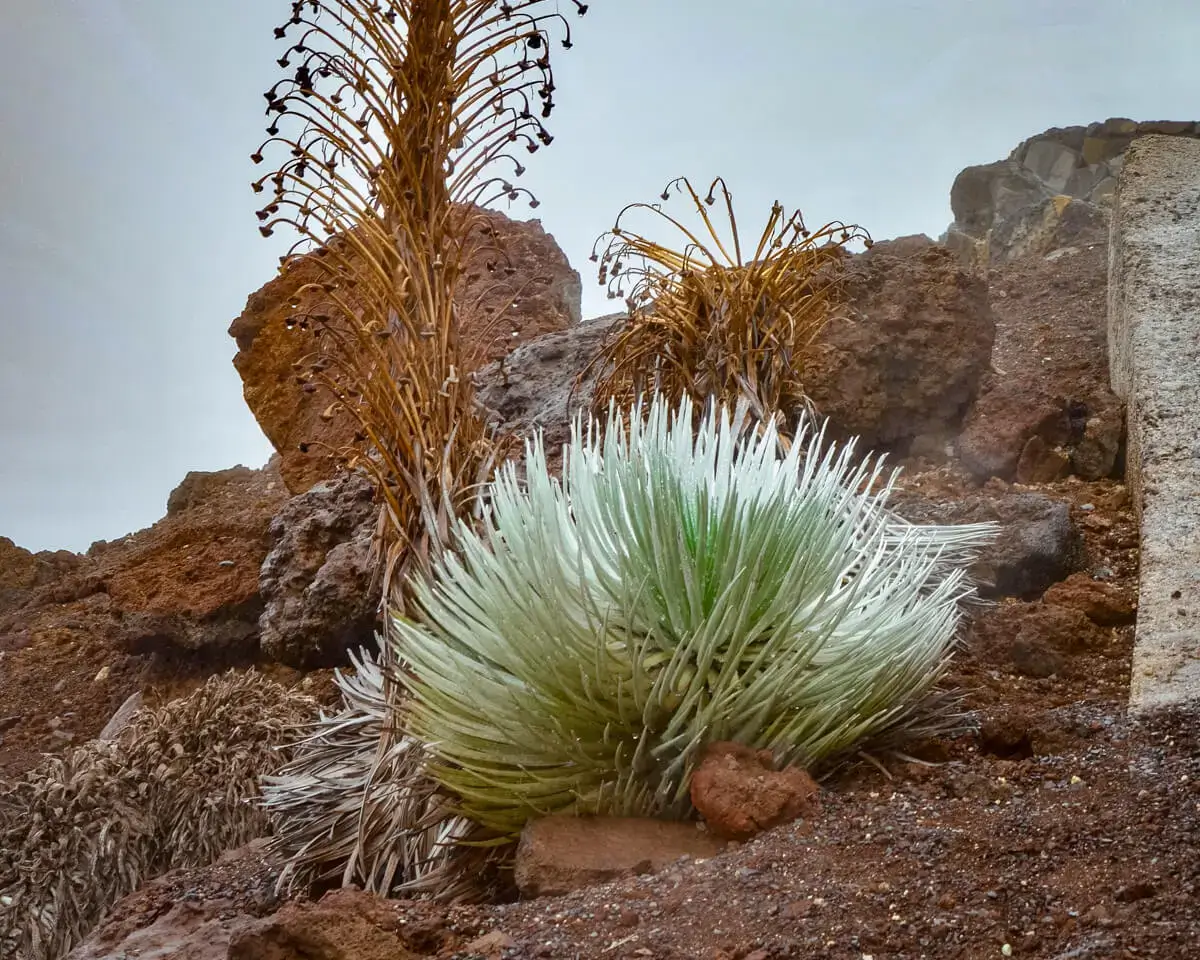 silversword plant in maui Hawaii