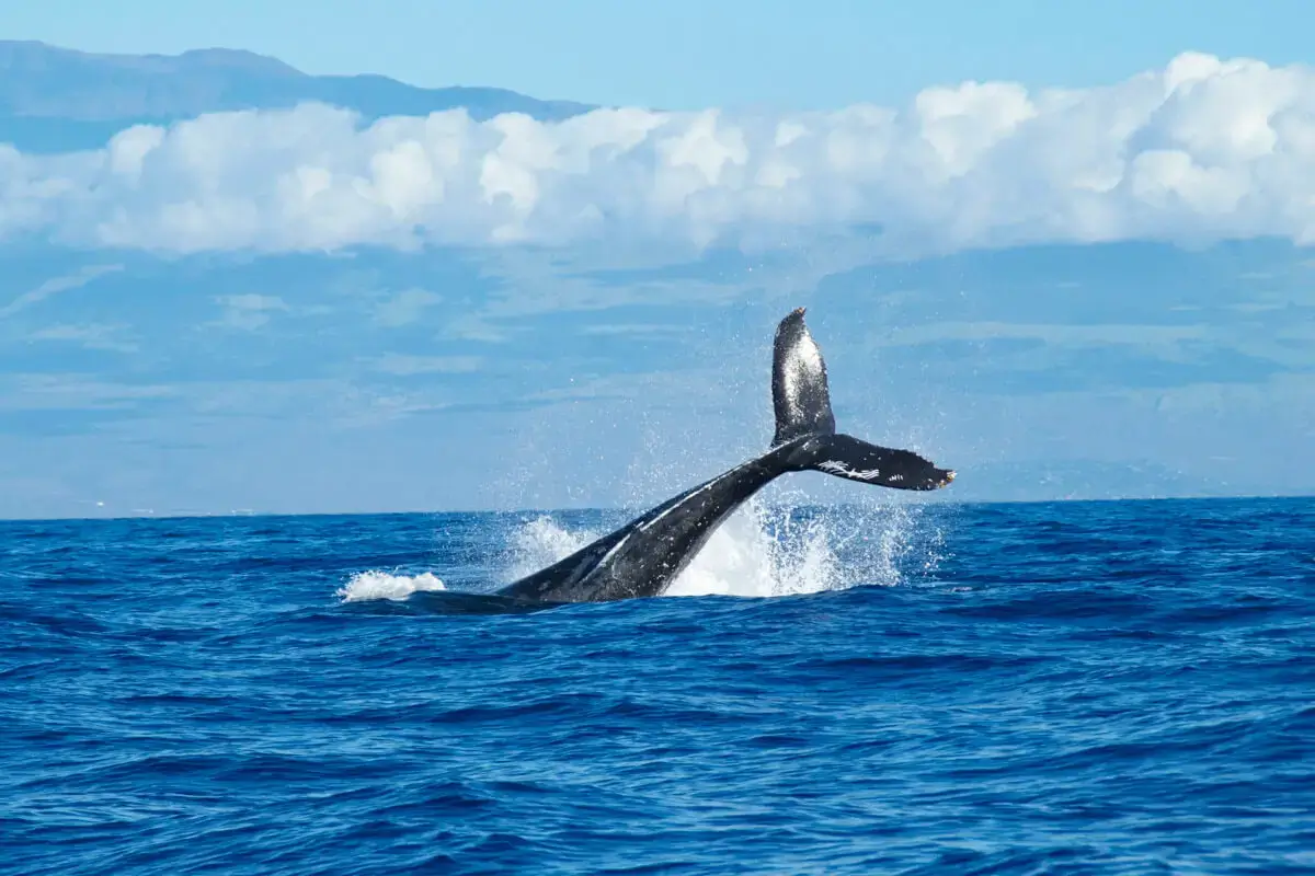 whale fine waving out off the water during whale watching in maui, Hawaii