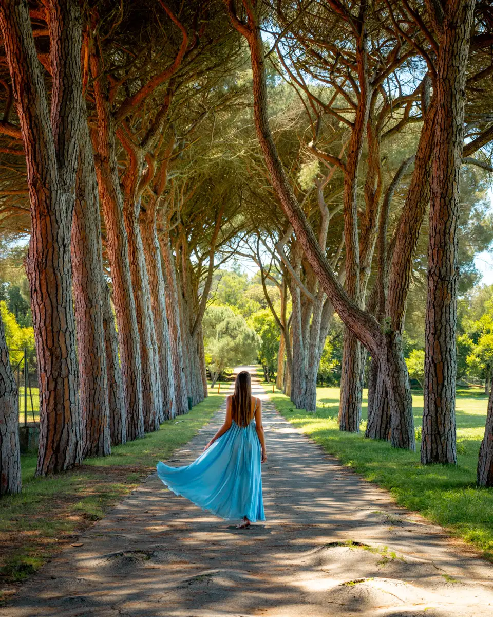Forest on the Brijuni Island Veliki Brijun in Croatia