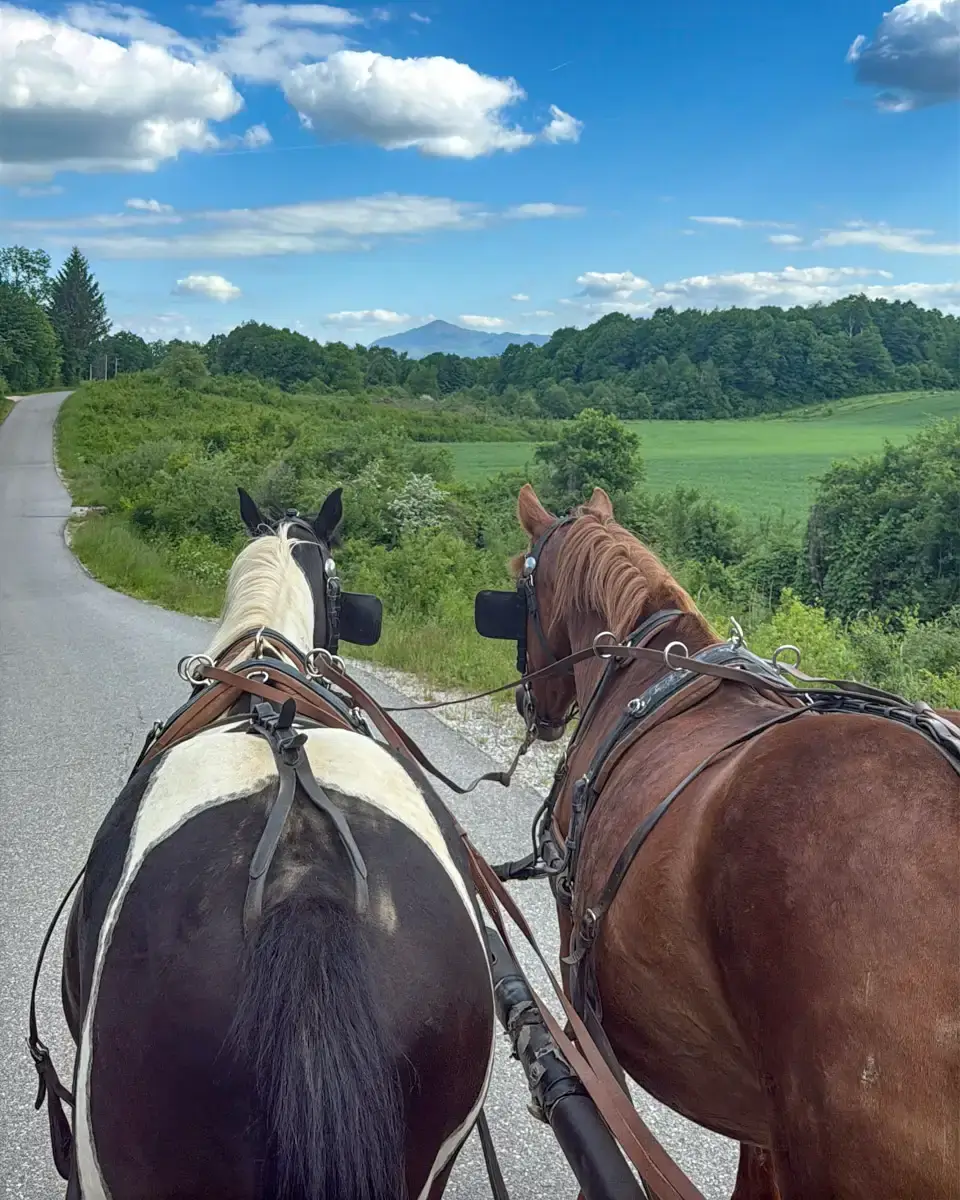 horse carriage ride in Croatia