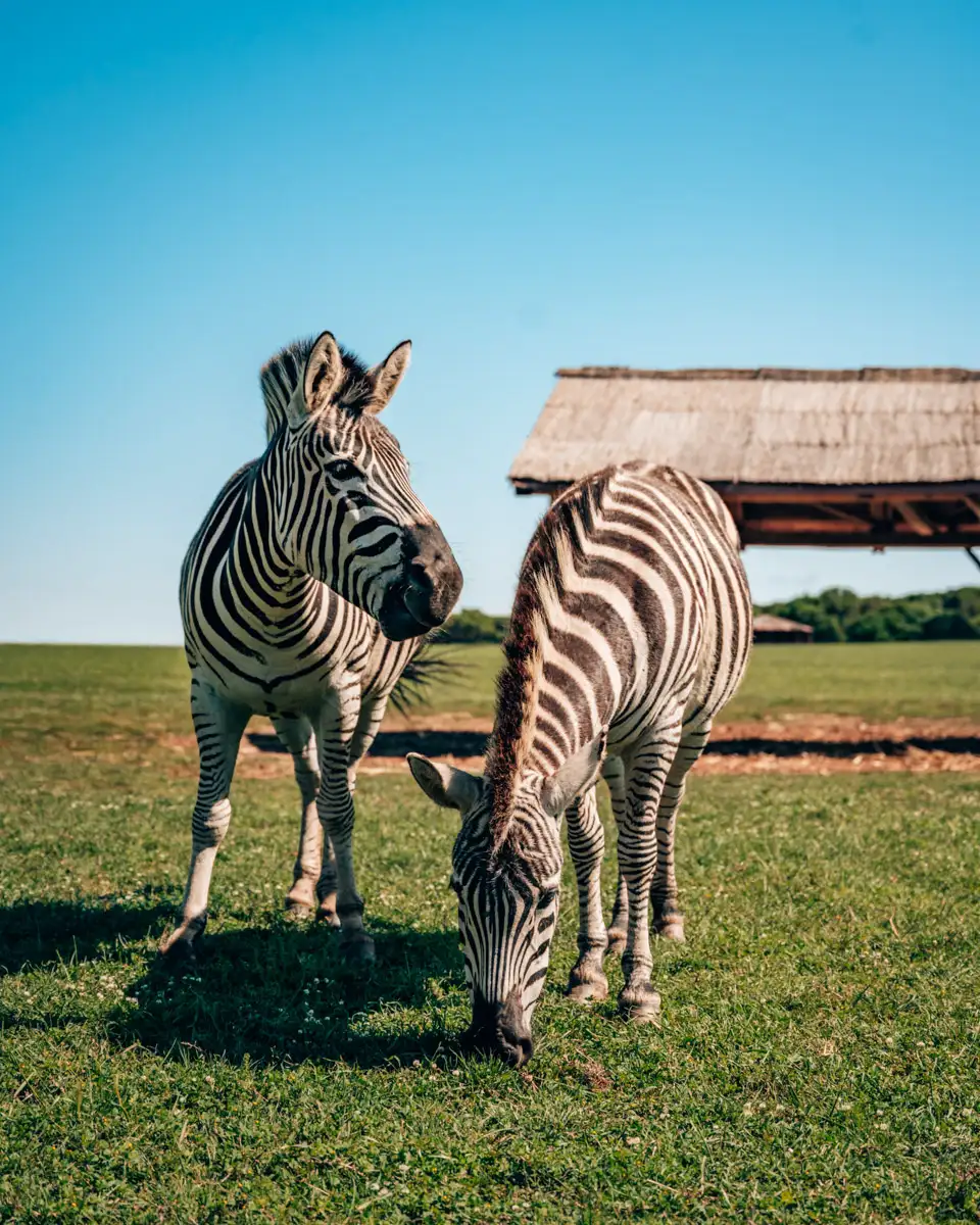 zebras in the safari park on Brijuni Islands National Park in Croatia