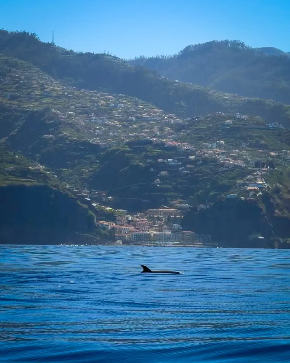 dolphin-watching-tour-madeira