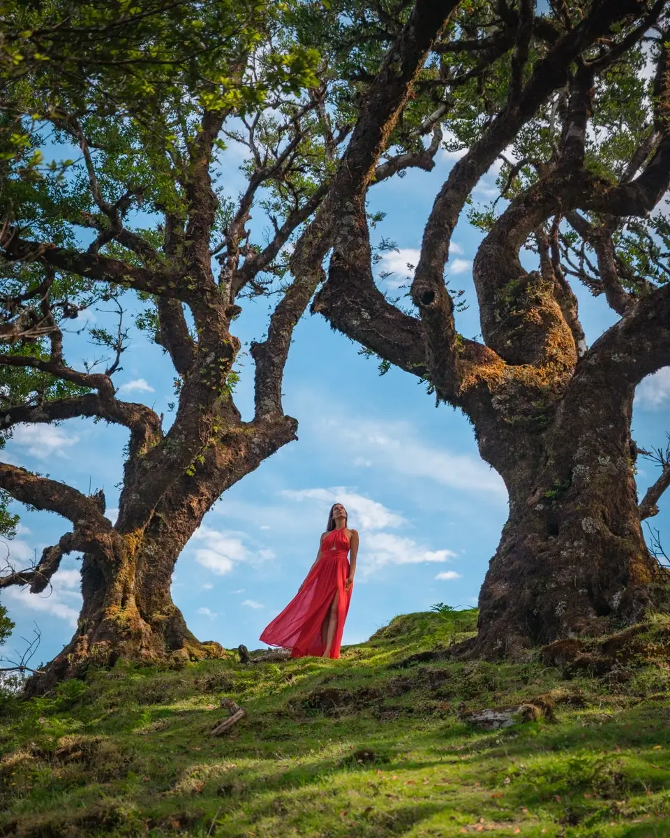 fanal-forest-madeira