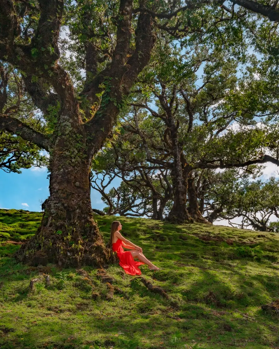fanal-laurel-forest-madeira