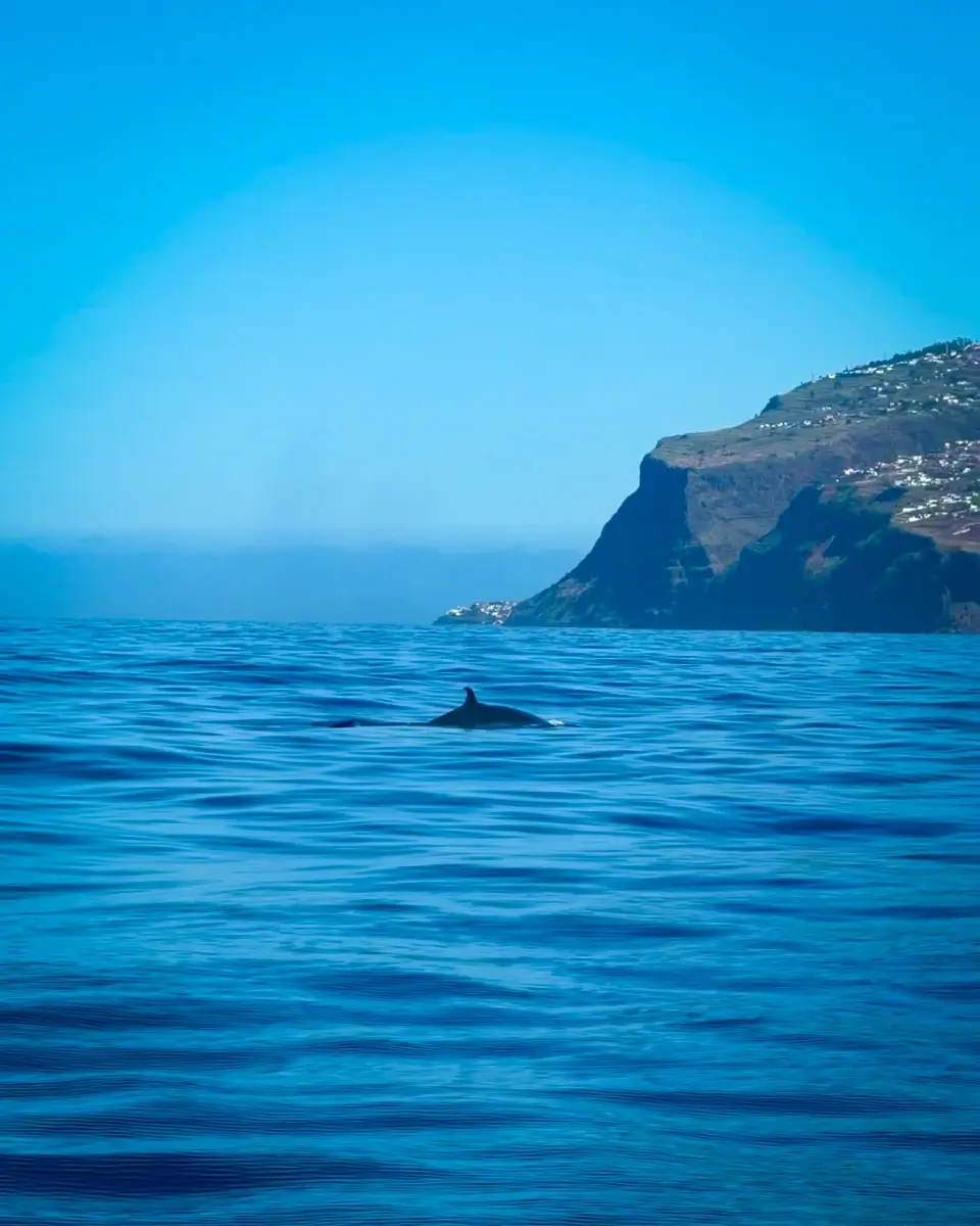 whale-watching-madeira