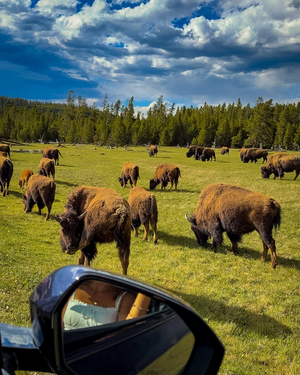 Screenshot Bison heard seen from car in Yellowstone national park, wildlife watching