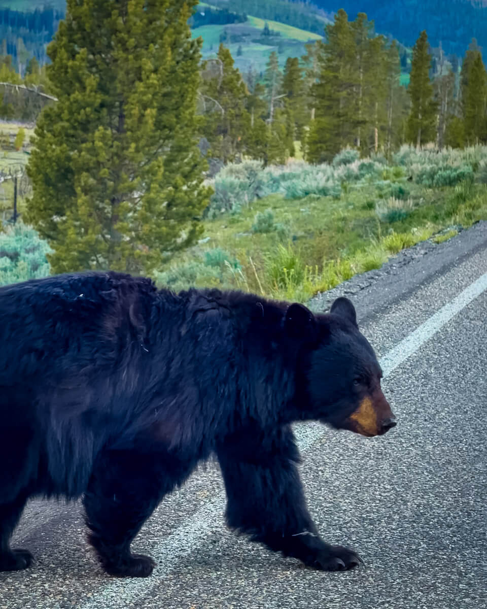Screenshot black bear sighting in Yellowstone national park