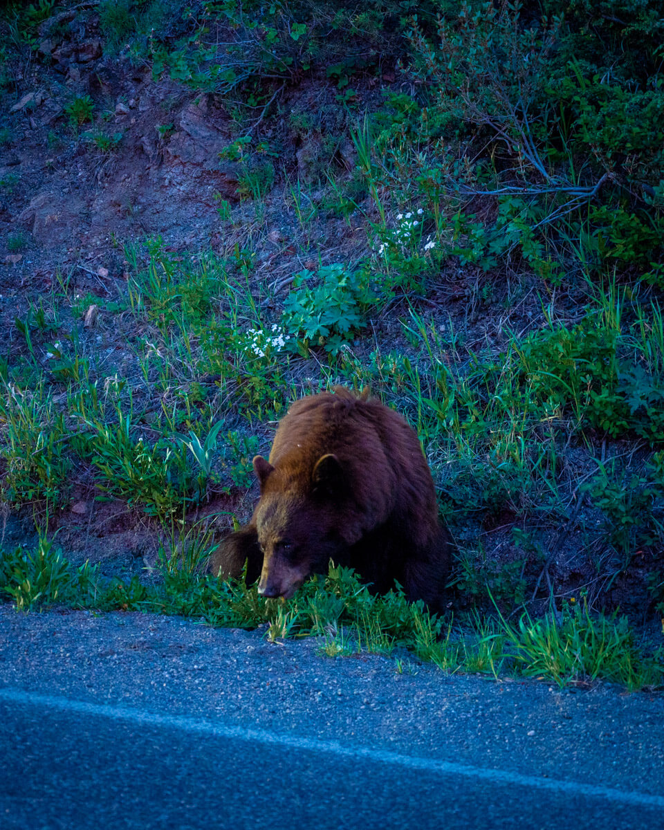brown-bear-yellowstone brown bear sighting in Yellowstone national park