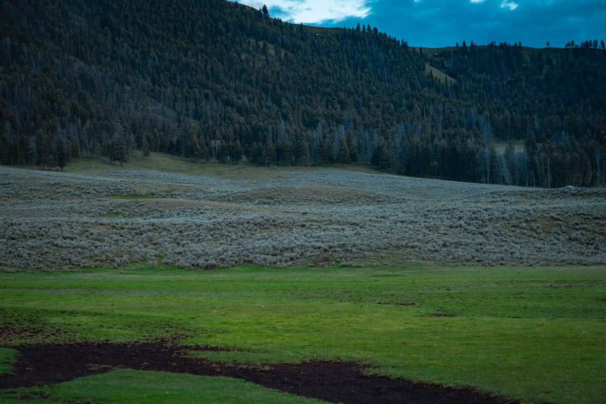 lamar-valley-yellowstone-national-park Lamar Valley wildlife watching, wolves, in Yellowstone national park