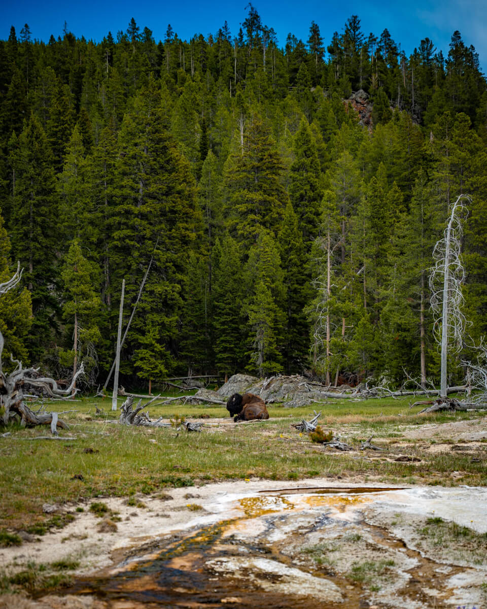 upper-geyser-basin-bison-yellowstone Bison laying in the grass in front of a geyser in Yellowstone national park