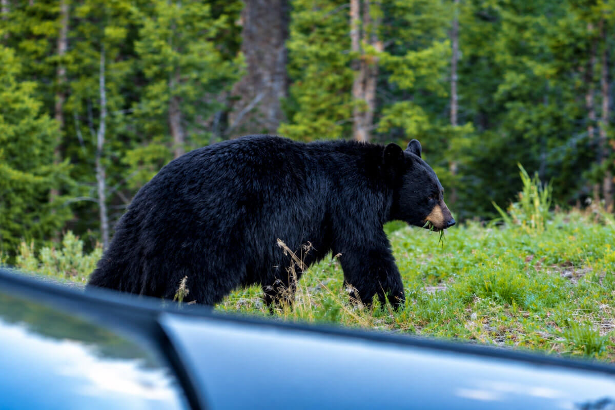 yellowstone-black-bear black bear sighting in Yellowstone national park
