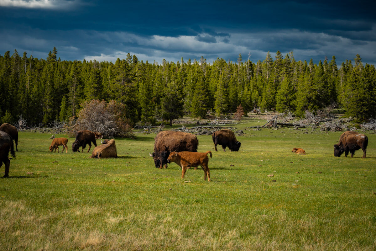 yellowstone-national-park-bisons one day at the Yellowstone national park, bison wildlife watching