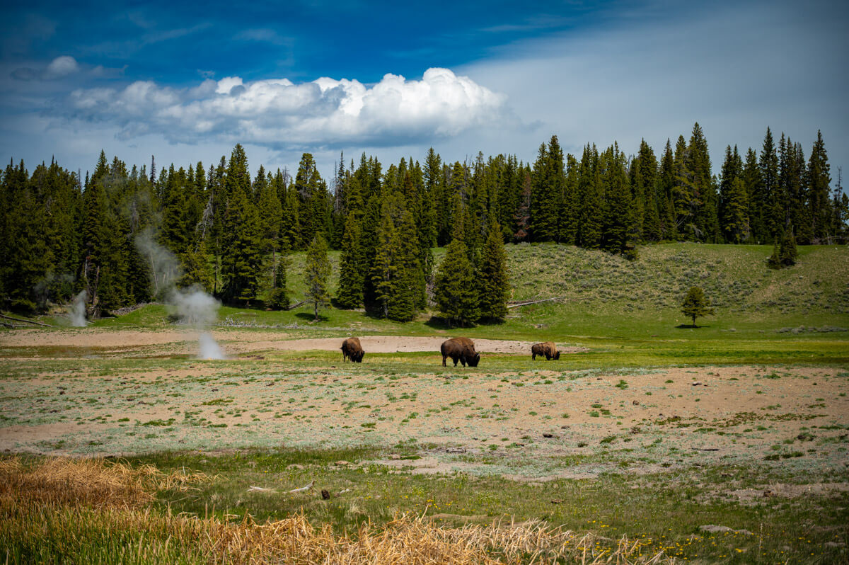 yellowstone-national-park-highlights Yellowstone national park aerial view, with geyser, trees, green hill and Bisons