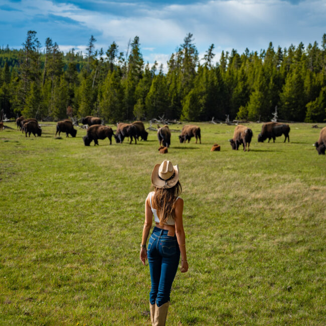 one day at the Yellowstone national park in Wyoming - wildlife watching bisons