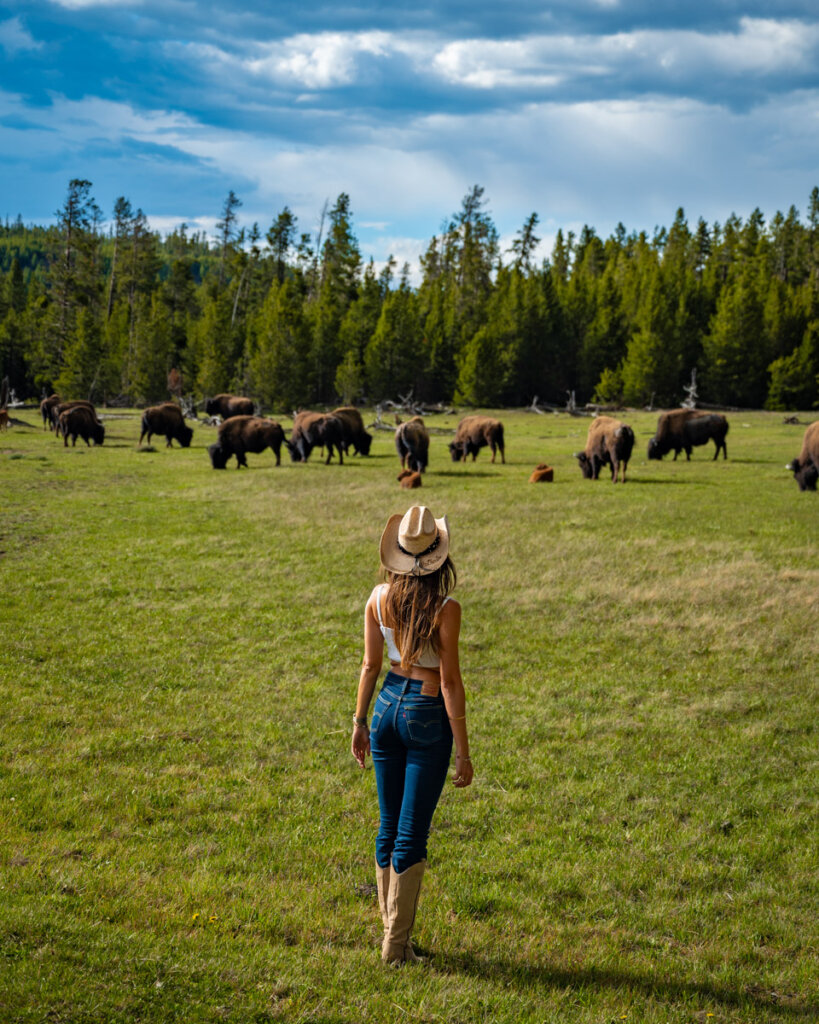one day at the Yellowstone national park in Wyoming - wildlife watching bisons